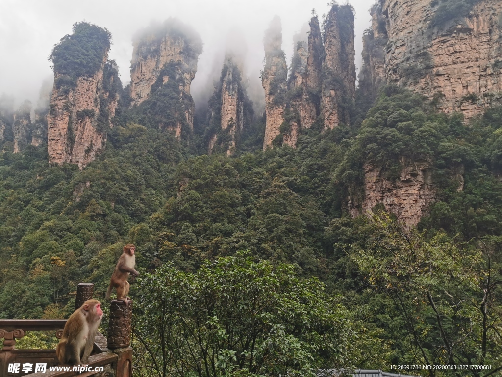 猴子与山