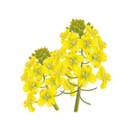 简约手绘油菜花