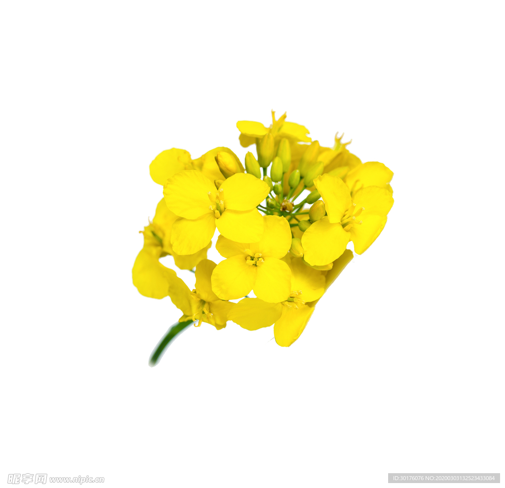 手绘春季油菜花
