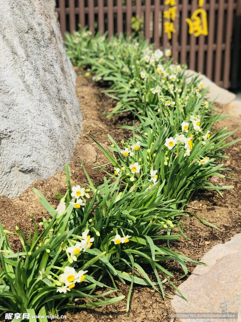 种植鲜花