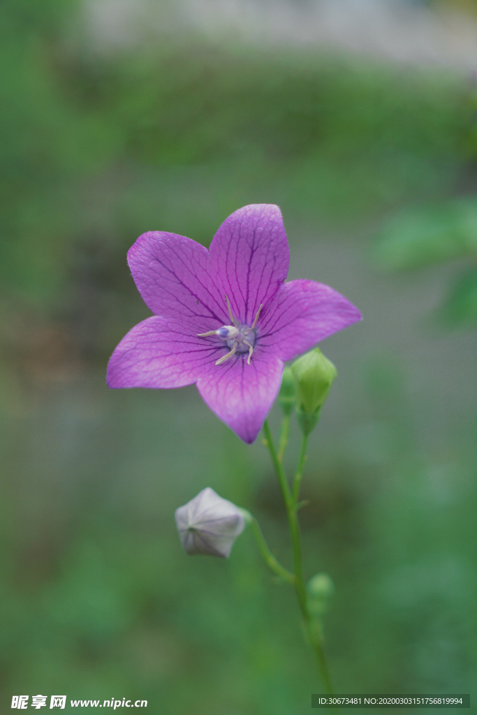 紫色的野花