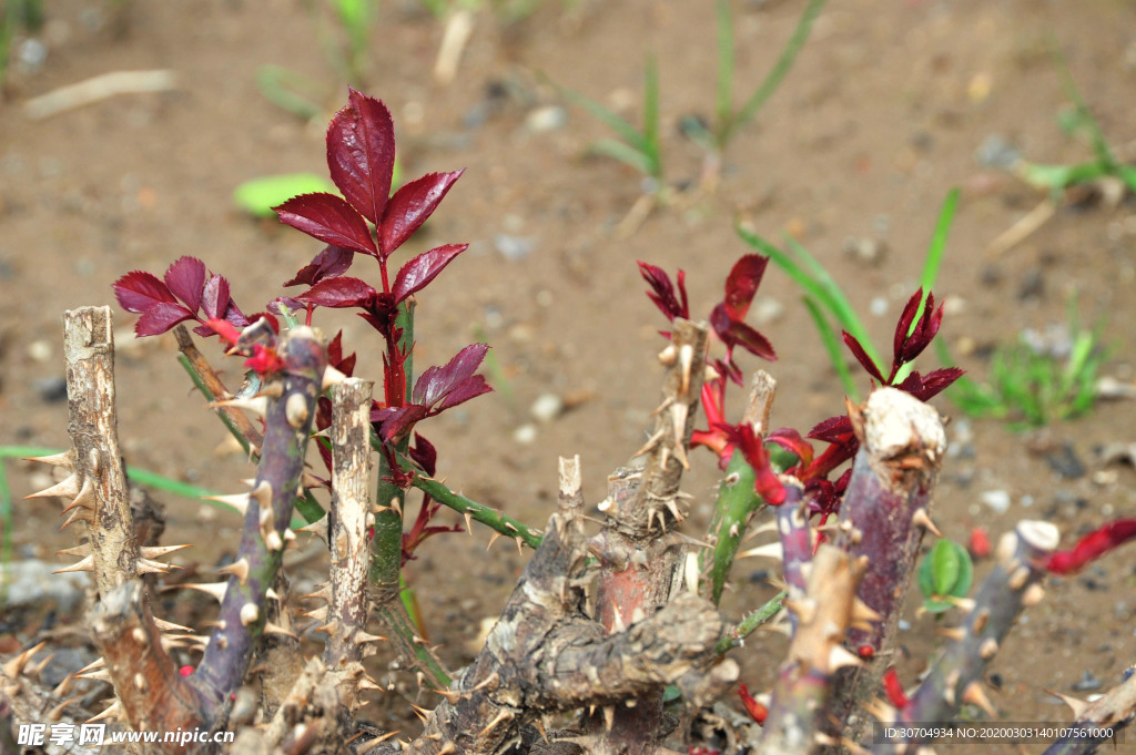 植物芽