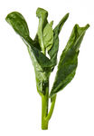 蔬菜 芥兰  农作物  菜