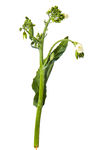 蔬菜 芥兰  农作物  菜
