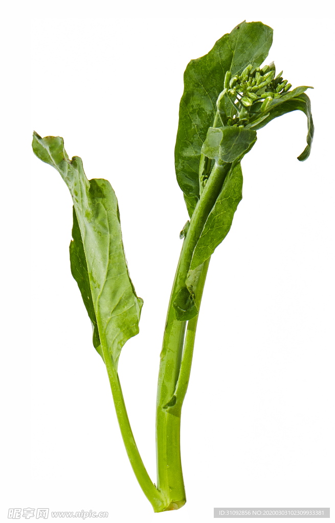 蔬菜 芥兰  农作物  菜