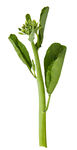 蔬菜 芥兰  农作物  菜