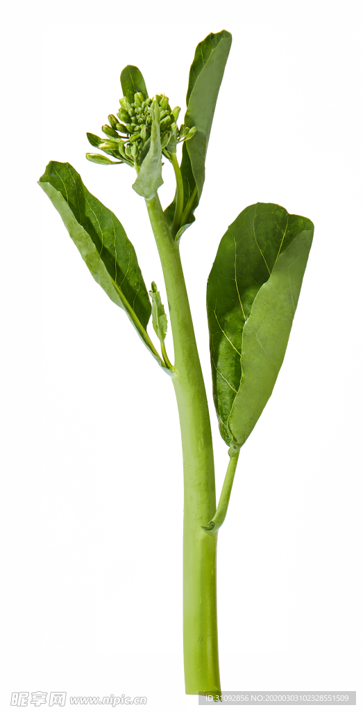 蔬菜 芥兰  农作物  菜