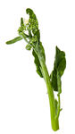 蔬菜 芥兰  农作物  菜