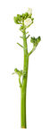 蔬菜 芥兰  农作物  菜