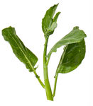 蔬菜 芥兰  农作物  菜