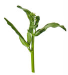 蔬菜 芥兰  农作物  菜