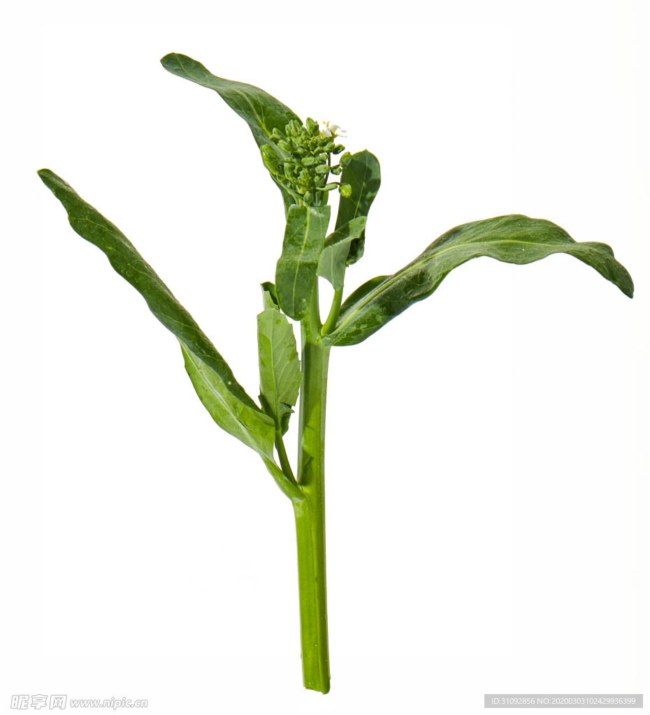 蔬菜 芥兰  农作物  菜