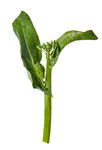 蔬菜 芥兰  农作物  菜