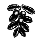 手绘植物