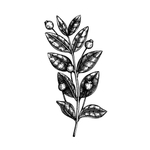手绘植物