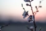 桃花枝