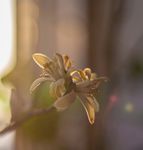 水仙花