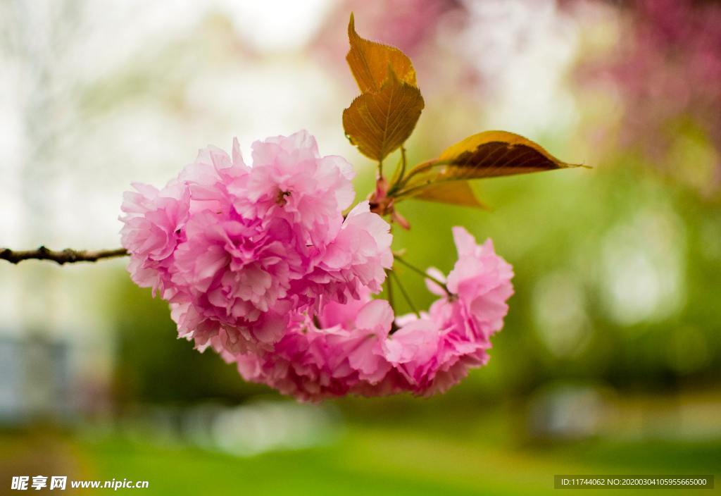桃花