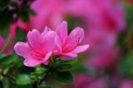 粉色喇叭花
