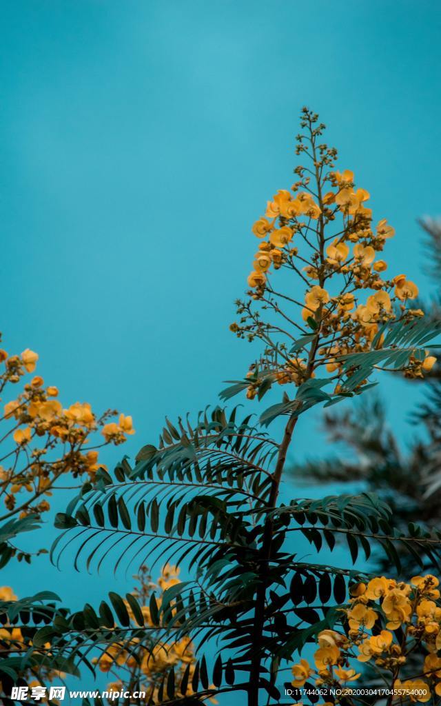 树枝叶