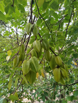 杨桃