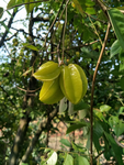 杨桃