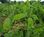 豆苗 豌豆 蔬菜 青菜 营养