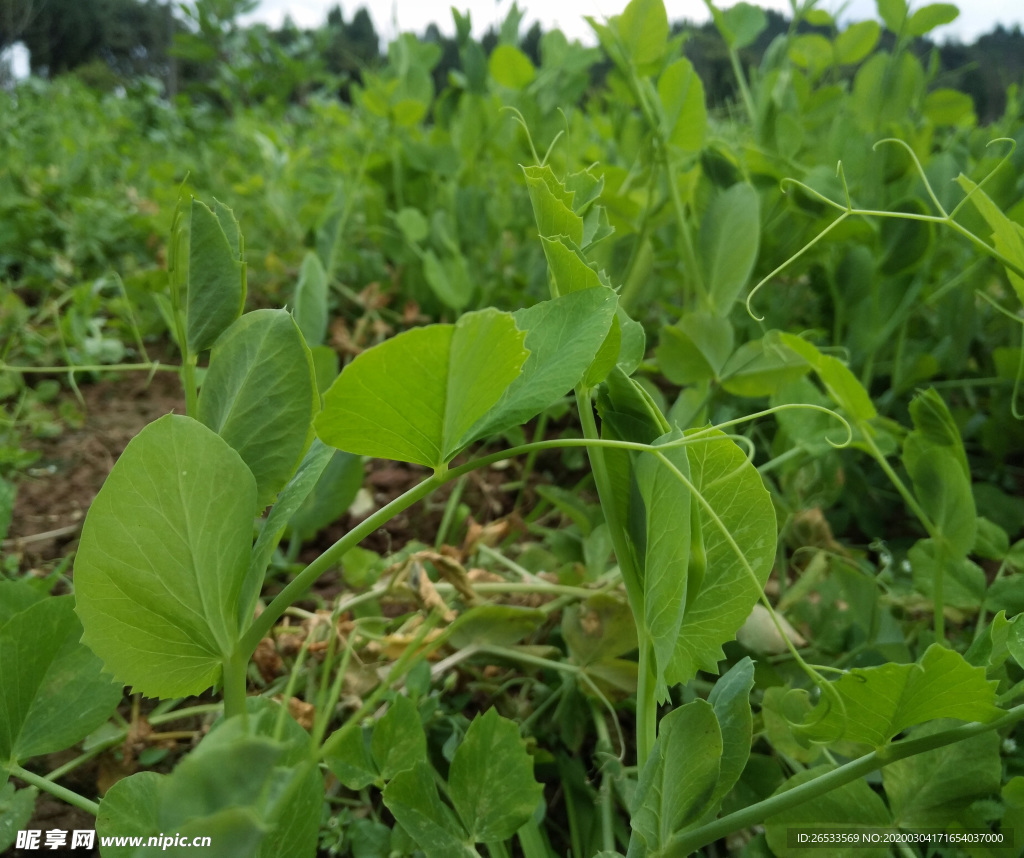 豆苗 豌豆 蔬菜 青菜 营养