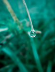 莫兰迪绿 水珠 露珠 露水