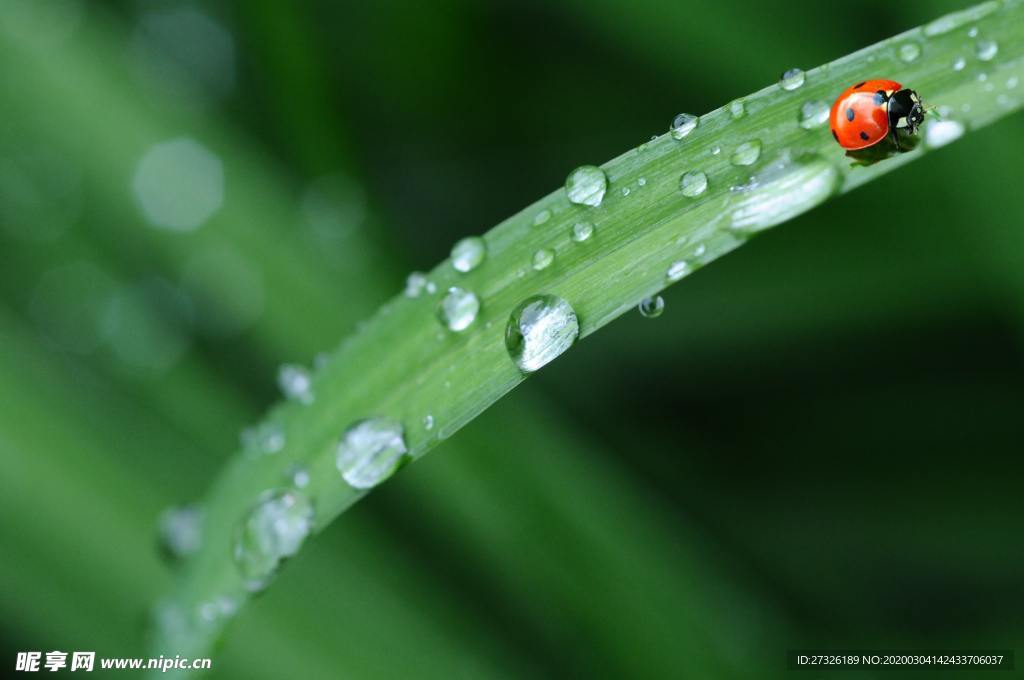 七星瓢虫 红绿 露水