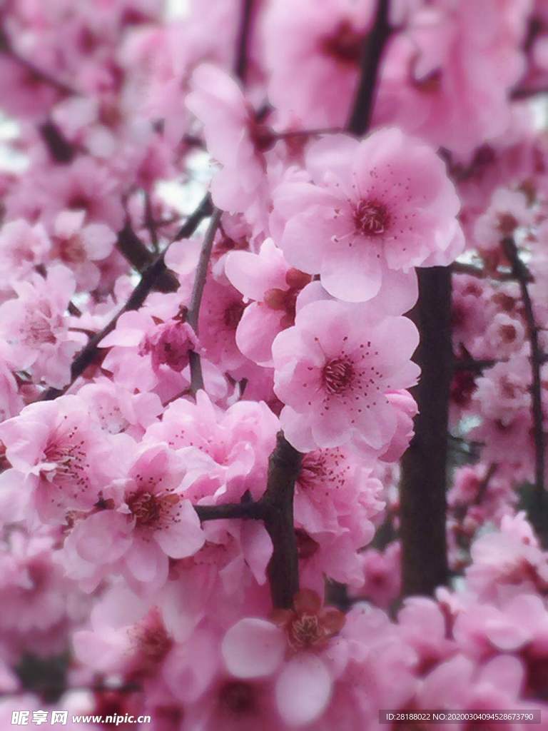 桃花