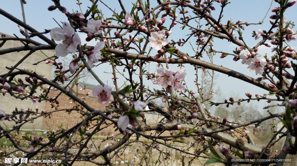 桃花满枝头