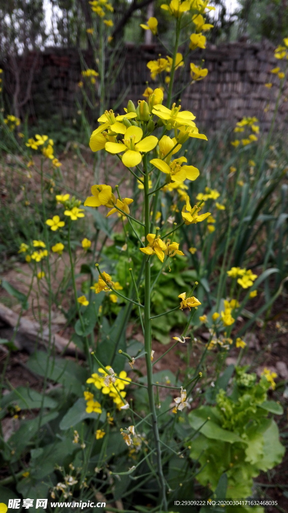 油菜花