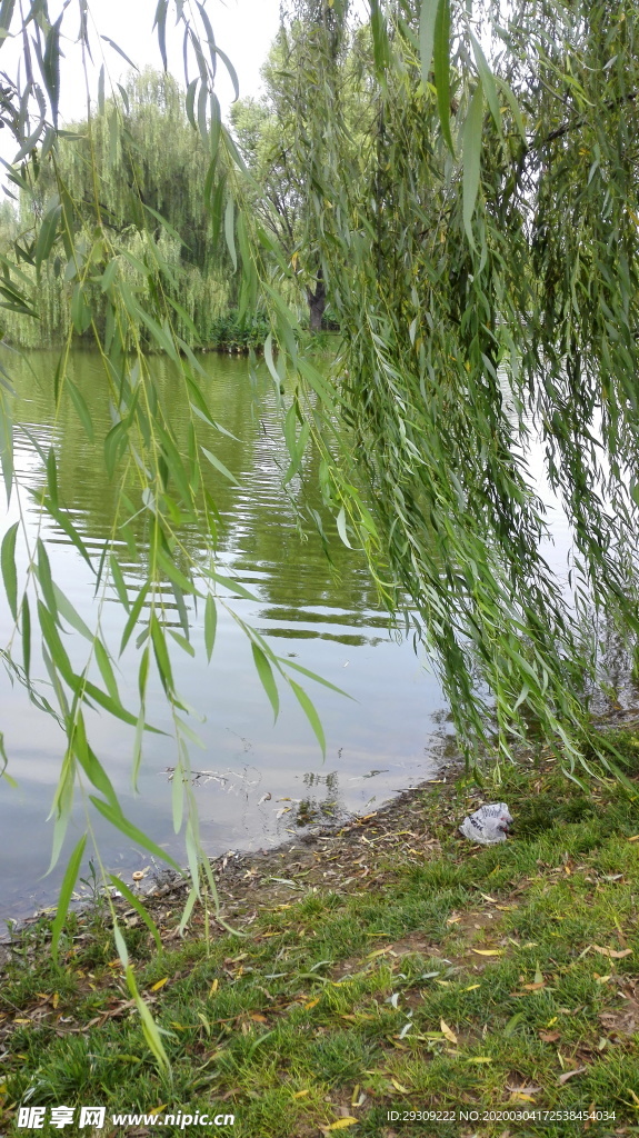 公园风景  垂柳  湖水