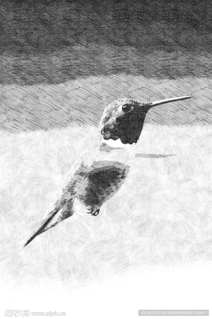 鸟