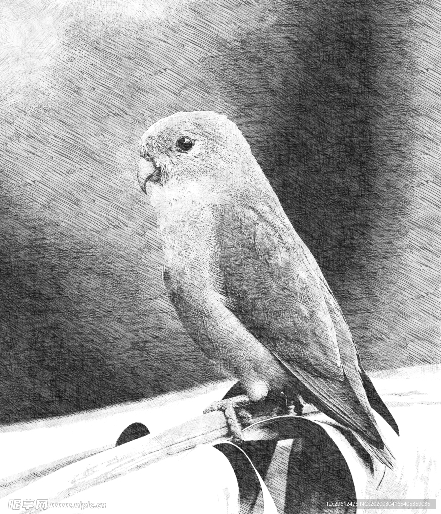 鸟