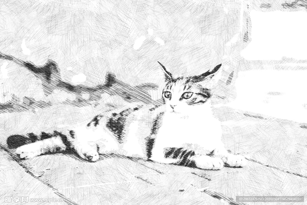 猫
