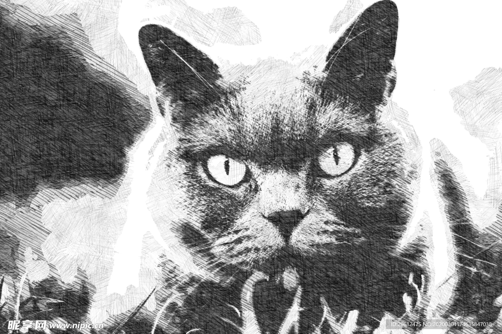 猫