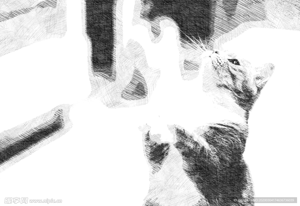 猫