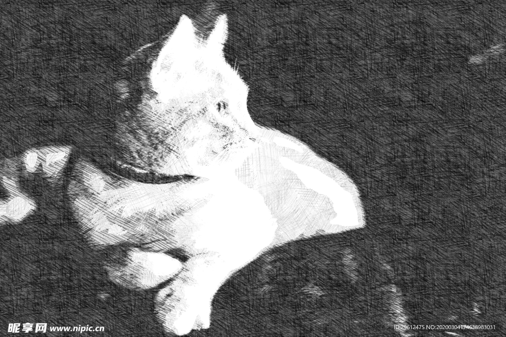 猫
