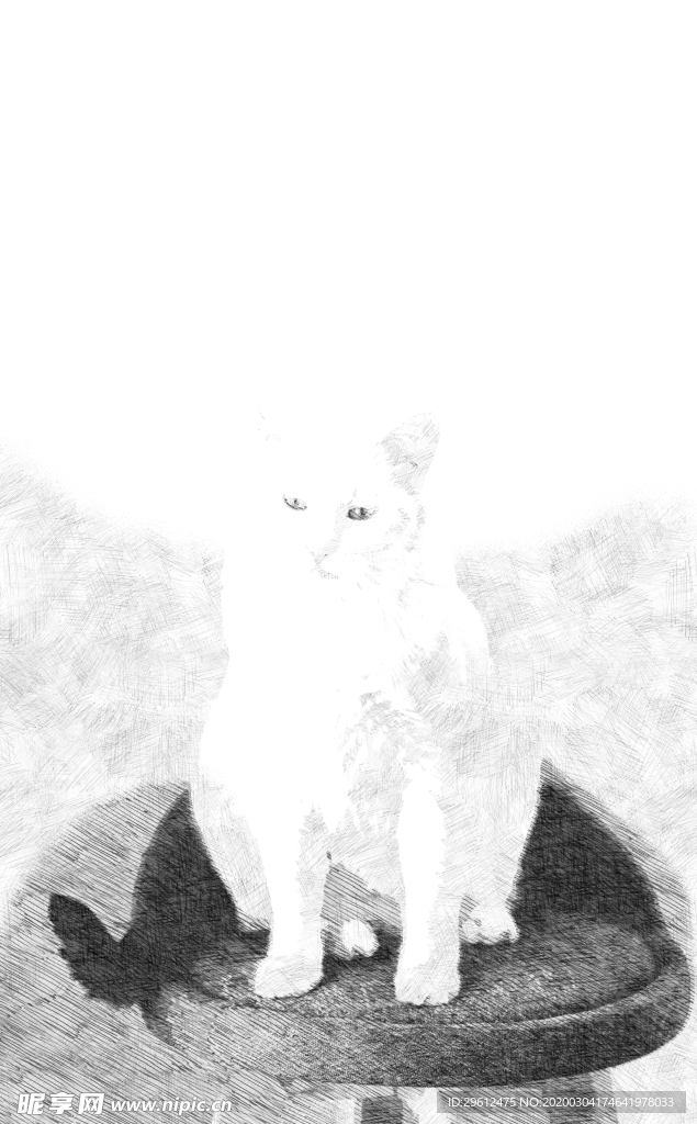 猫