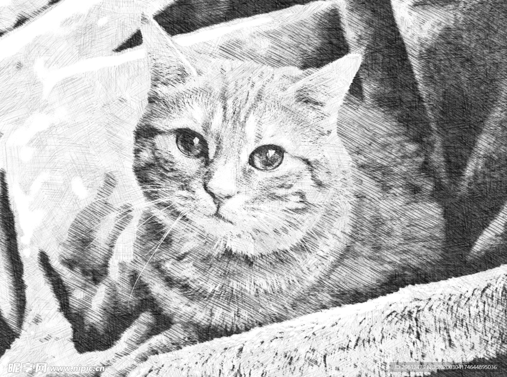 猫