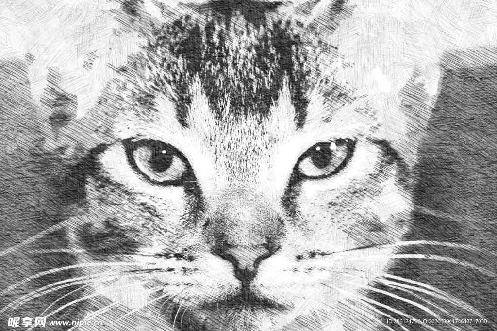 猫