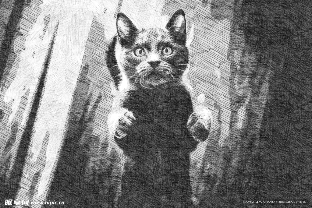 猫