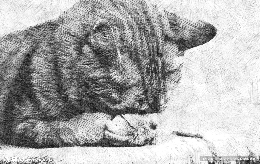 猫