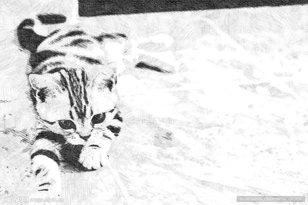 猫