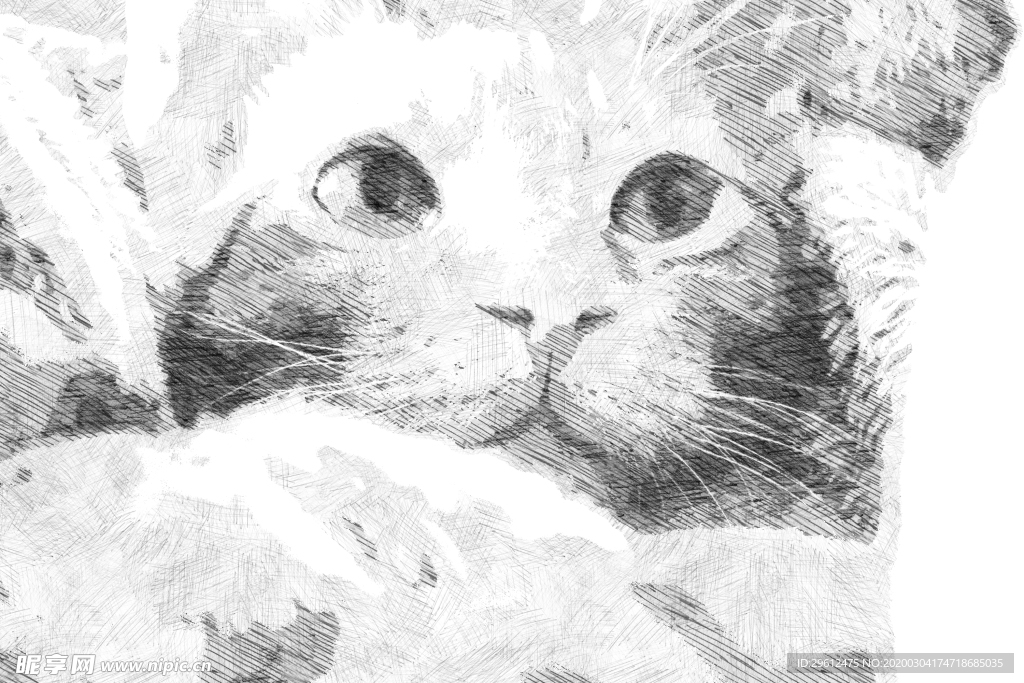 猫