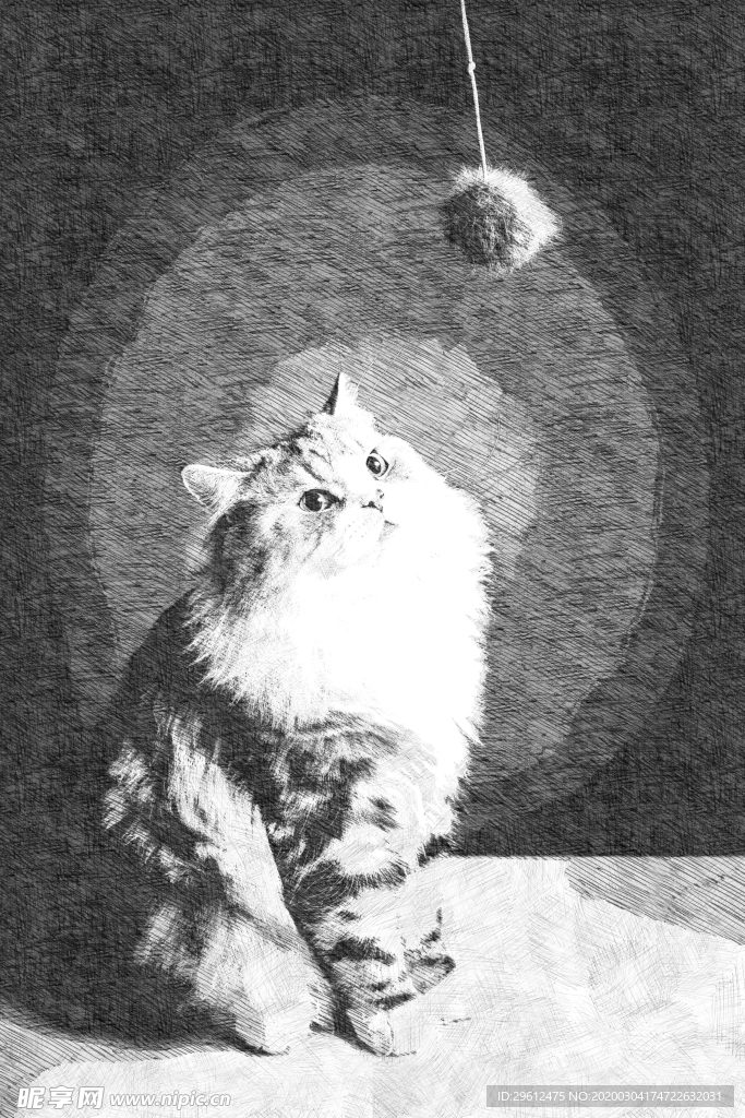 猫