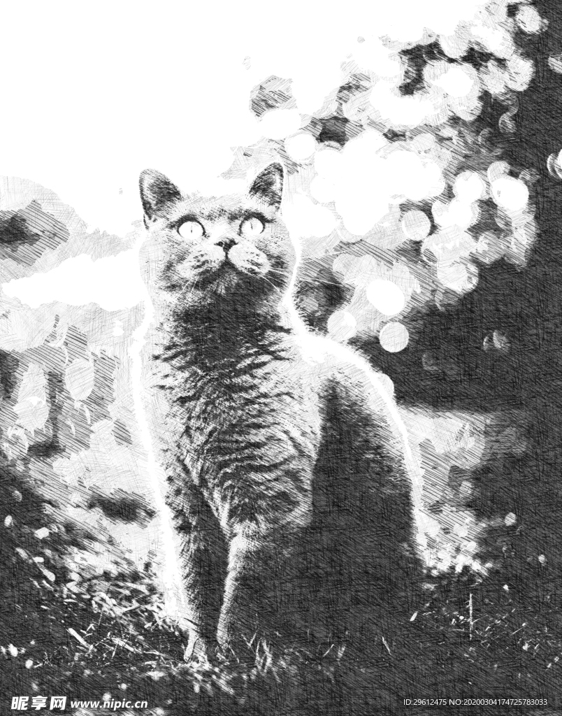 猫