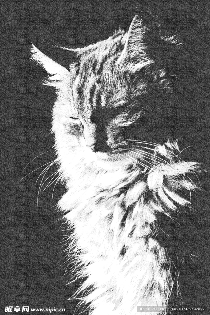 猫